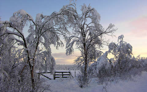 címlapfotó fa napfelkelte tél