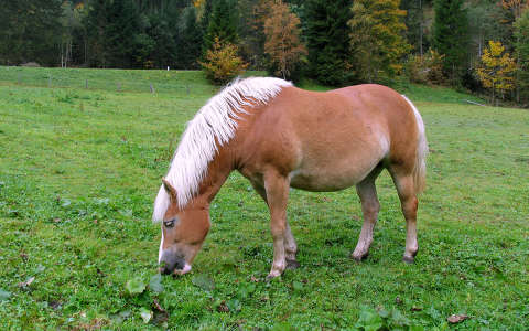 Ausztriai hegyi ló