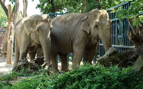 Magyar elefántok