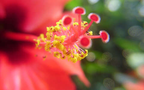hibiszkusz trópusi virág