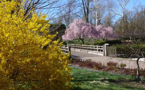 Tavasz a parkban, aranyeső és virágzó fák