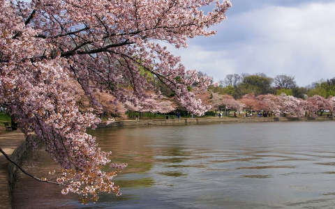 címlapfotó tavasz tó virágzó fa