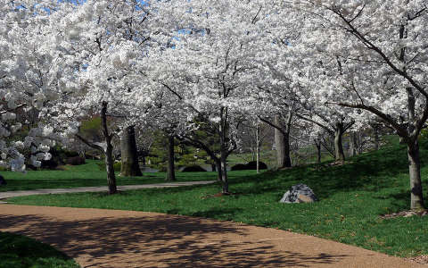 címlapfotó kertek és parkok tavasz virágzó fa