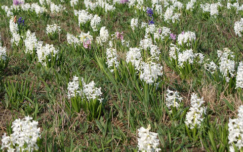 jácint tavaszi virág virágmező