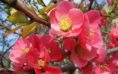 címlapfotó japánbirs virágzó fa