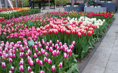 Keukenhof, Hollandia, tulipán