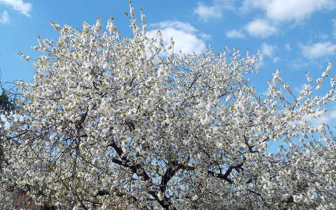 Virágzó cseresznyefa,     fotó: Kőszály
