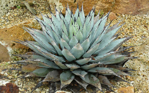 agave kaktusz