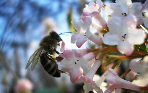 méh rovar virágzó fa