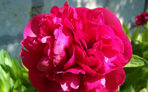 pünkösdi rózsa
