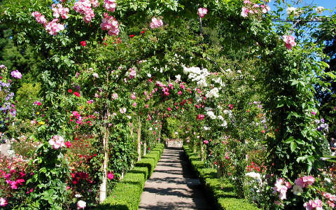 címlapfotó kertek és parkok rózsa út