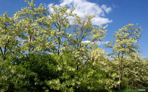 akácvirág címlapfotó fa tavasz