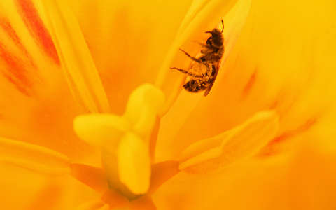 méh rovar tulipán
