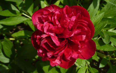 Pünkösdi rózsa