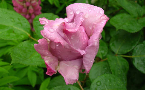 Lila rózsa májusi eső után