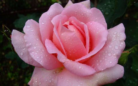 Rózsa a májusi eső után