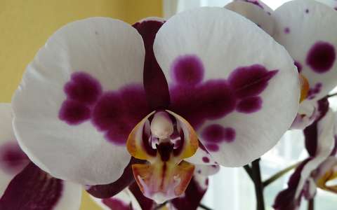 Pillangó orhidea