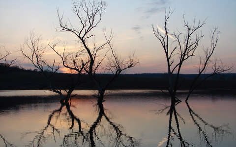 fa folyó napfelkelte tükröződés