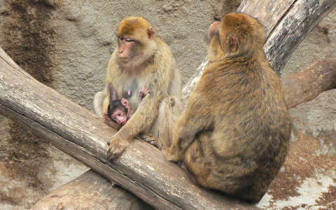 majom makákó állatkölyök