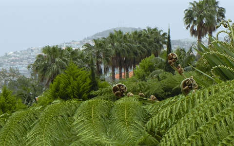 Páfrányok és pálmák Madeirán