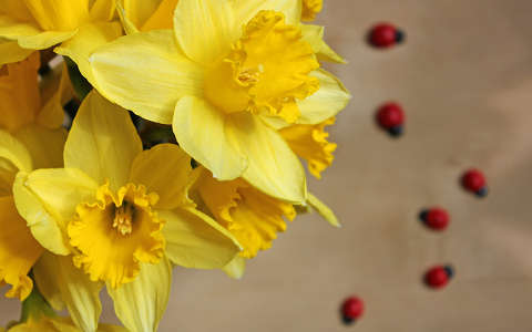 nárcisz névnap és születésnap tavasz tavaszi virág