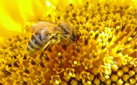 címlapfotó méh napraforgó rovar