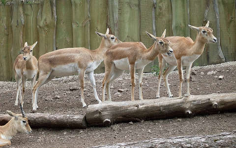 Magyarország, Veszprém, Állatkert, indiai antilopok