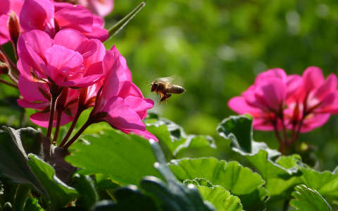 muskátli méh nyári virág rovar