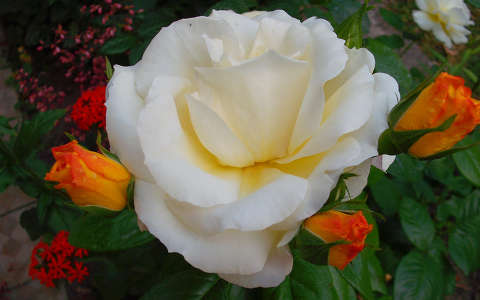 Kinyílt és bimbós sárga rózsa - fotó: Kőszály