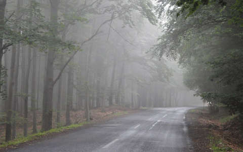 erdő köd út