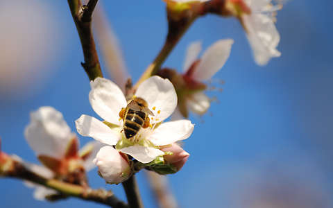 méh rovar virágzó fa