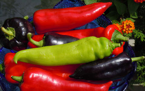 címlapfotó paprika termény zöldség