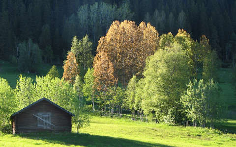 erdő fa faház ház
