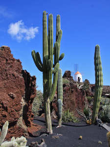 Jardin de Cactus, Lanzarote, Kanári-szigetek