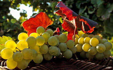 gyümölcs levél szőlő ősz