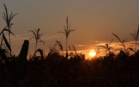 kukoricaföld naplemente
