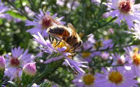 méh rovar őszirózsa
