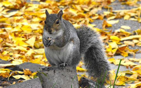 mókus ősz