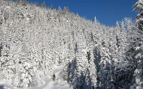 címlapfotó erdő fenyő tél