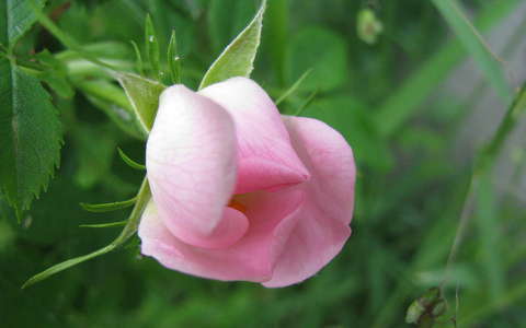 bimbó rózsa