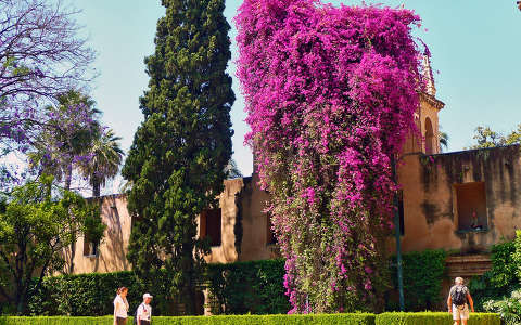 Sevilla, Spain, Jardines Real Alcazar