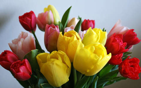 címlapfotó névnap és születésnap tavaszi virág tulipán