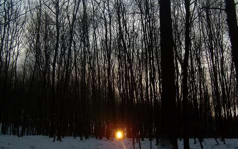erdő naplemente tél