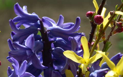 aranyeső jácint tavaszi virág