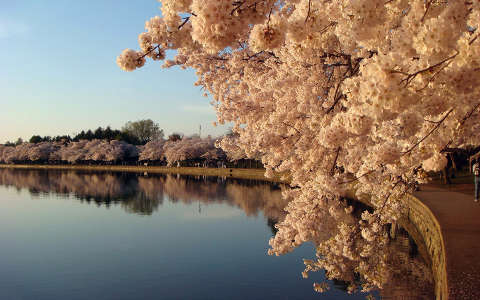 tavasz tó tükröződés virágzó fa