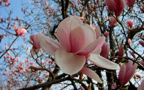 magnólia tavasz tavaszi virág virágzó fa