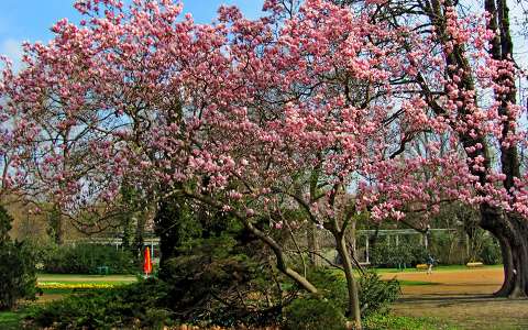kertek és parkok magnólia tavasz virágzó fa