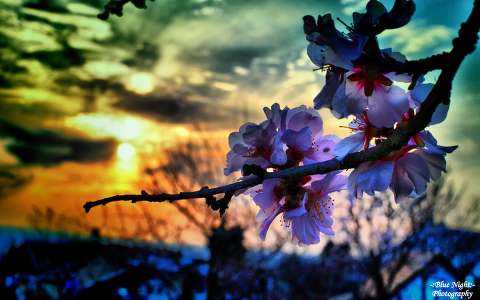 gyümölcsfavirág naplemente tavasz virágzó fa