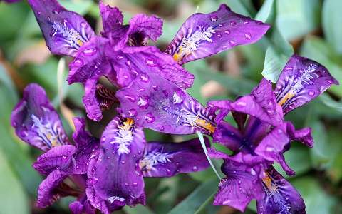 apró nőszirom (Iris pumila)
