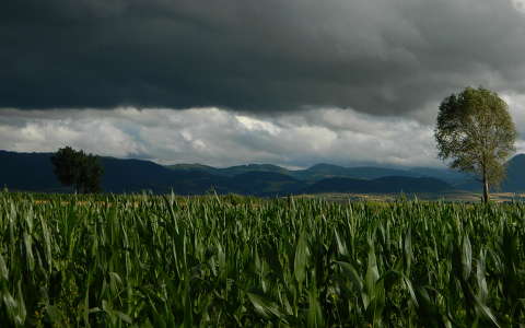 fa felhő gabonaföld kukoricaföld